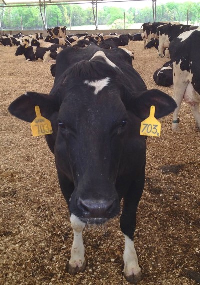 dairy cow in barn